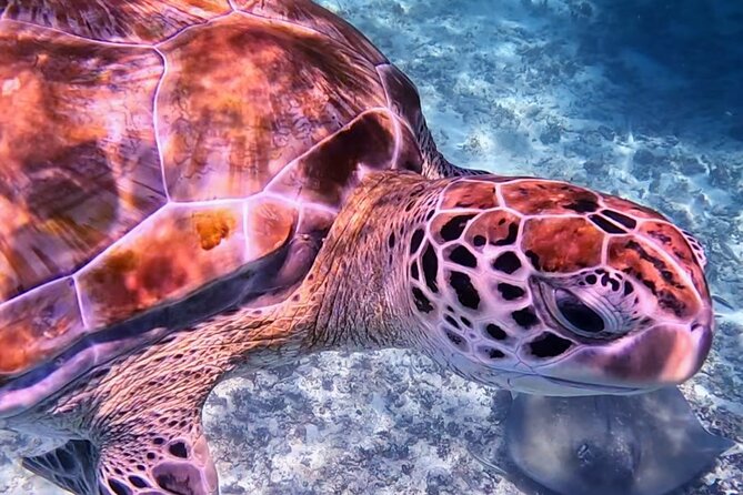 1.5 hours Snorkeling at Tulum's paradise reef - A family-friendly reef swim, with ruins views built in
