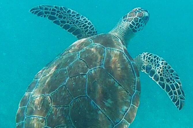 1.5 hours Snorkeling at Tulum's paradise reef - Ruins from the sea: the photo stop with real context