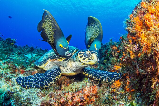 2 dives in Cozumel (for certified divers only) - Why Cozumel’s Marine Reserve Setting Matters