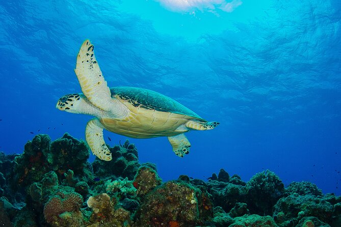 2 dives in Cozumel (for certified divers only) - What You’ll See Underwater: Reef Life, Coral Structure, and Guide Commentary
