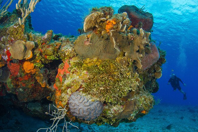 2 dives in Cozumel (for certified divers only) - Price and Value: What $110 Includes, and What Costs Extra
