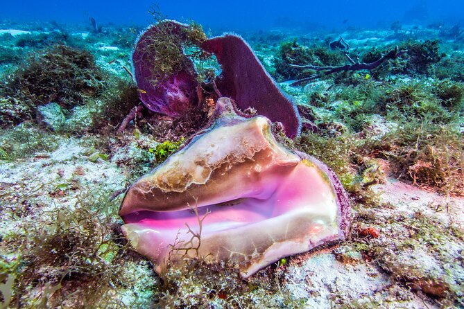 2 dives in Cozumel (for certified divers only) - Cruise-Day Logistics: The Real Risk Is the Clock