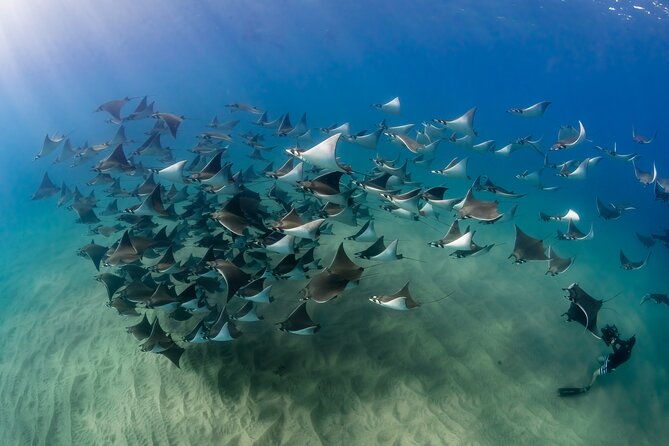 2 Dives in the Cabo Marine Park - Pricing, what’s included, and why it feels like good value