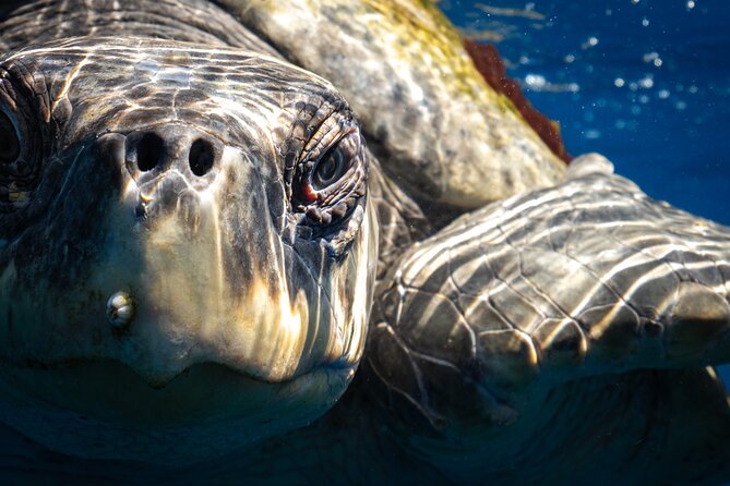 2 Dives in the Cabo Marine Park - Pelican Rock: marine life viewing without the chaos