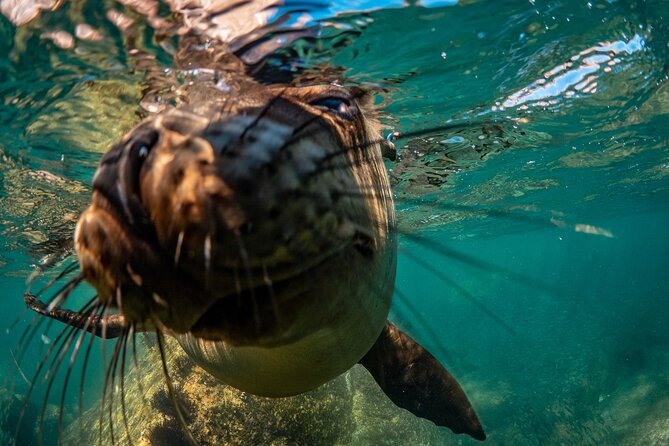 2 Dives in the Cabo Marine Park - The boat ride and the half-day rhythm you’ll actually appreciate