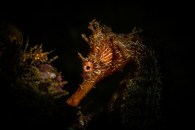 2 Dives in the Cabo Marine Park - Gear planning: what to bring when rentals are not included