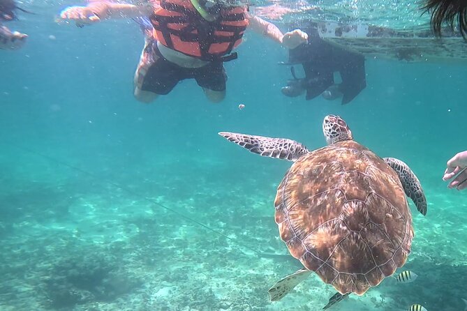 2-Hour Snorkeling in Two Spots of Tulum's Reef - Key things I’d prioritize before you book