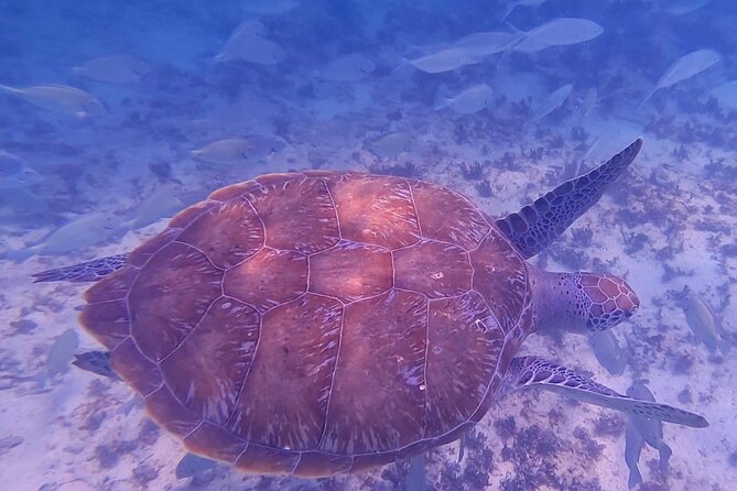 2-Hour Snorkeling in Two Spots of Tulum's Reef - Price value: $51.62 for two spots, plus what may add cost
