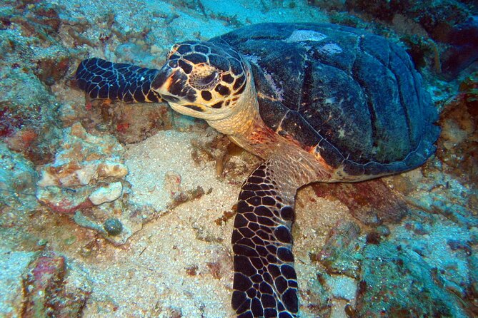 2 Tank Boat Dives for Certified Divers - Marine Life Chances: What You Can Hope to See