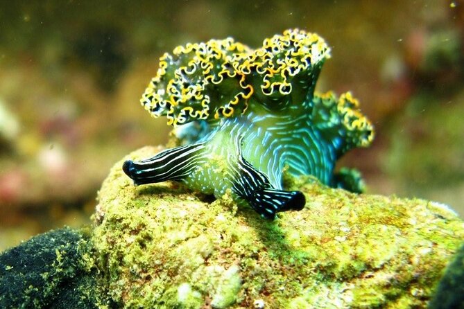 2 Tank Boat Dives for Certified Divers - Who Should Book (and Who Should Skip)