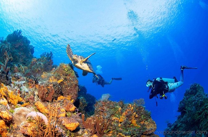 2 Tank Cozumel Reef Boat Dives - Small group coaching with guides like Lara, Ken and Gildas