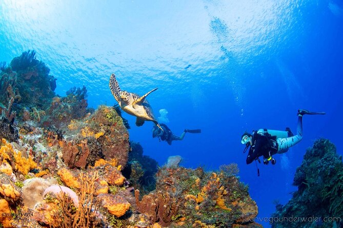 2 Tank Cozumel Reef Boat Dives - Wildlife spotting in Cozumel, from nurse sharks to turtles