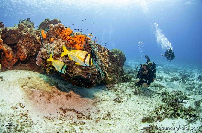 2 Tank Cozumel Reef Boat Dives - Afternoon and twilight/night options, same team, different atmosphere