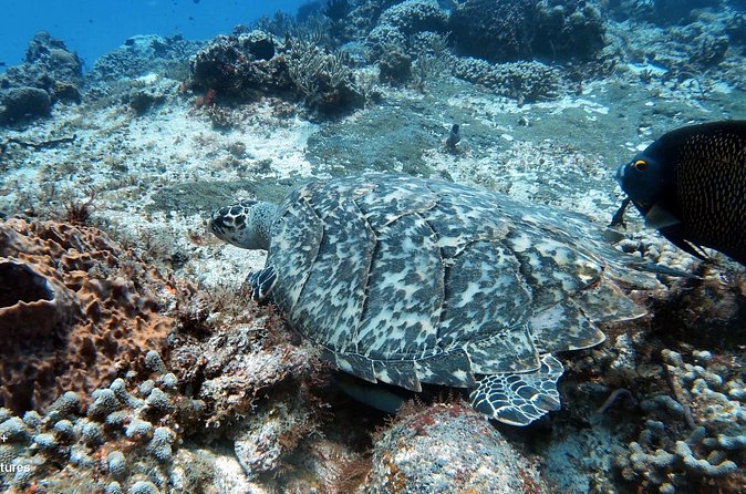 2 Tank Cozumel Reef Boat Dives - Price and value at $179.21 for a 5-hour outing