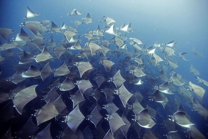 2 Tank Dive - Certified Divers (Santa Maria Bay & Chileno Bay) - Key Things to Know Before You Go