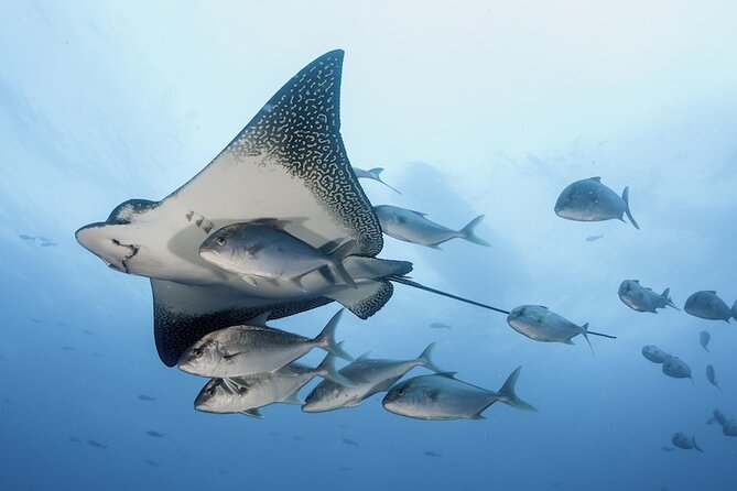 2 Tank Dive - Certified Divers (Santa Maria Bay & Chileno Bay) - Two Tank Scuba, Cabo Corridor Style