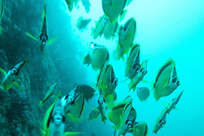 2 Tank Dive - Certified Divers (Santa Maria Bay & Chileno Bay) - Stop 2: Chileno Bay for Schools of Jacks and Tunas