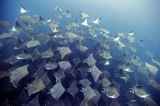 2 Tank Dive - Certified Divers (Santa Maria Bay & Chileno Bay) - Certified Scuba Requirements and the Optional Refresher