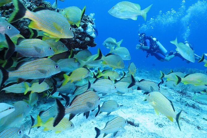 2 Tank Dive (for certified divers) - Gear and Comfort: Renting Kit and Getting Weight Right
