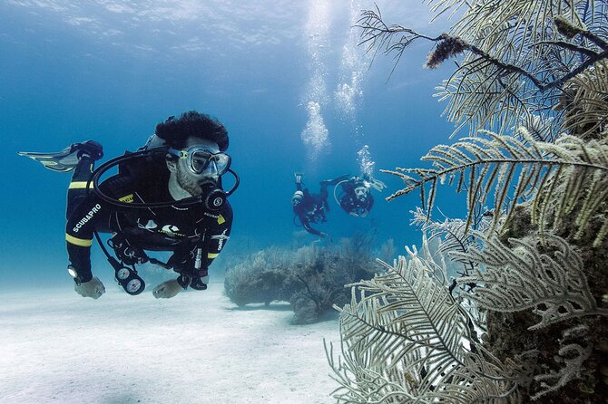 2 Tank Dive (for certified divers) - Price and Value at $95: What You Pay For