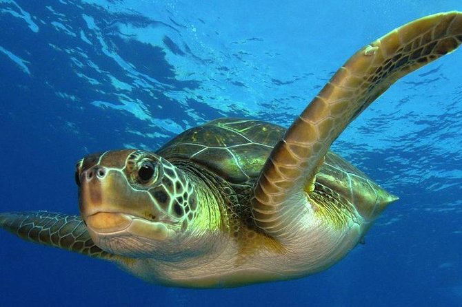 2 Tank Dive (for certified divers) - The 4-Hour Flow: From Cruise Area to Two Seabed Sessions