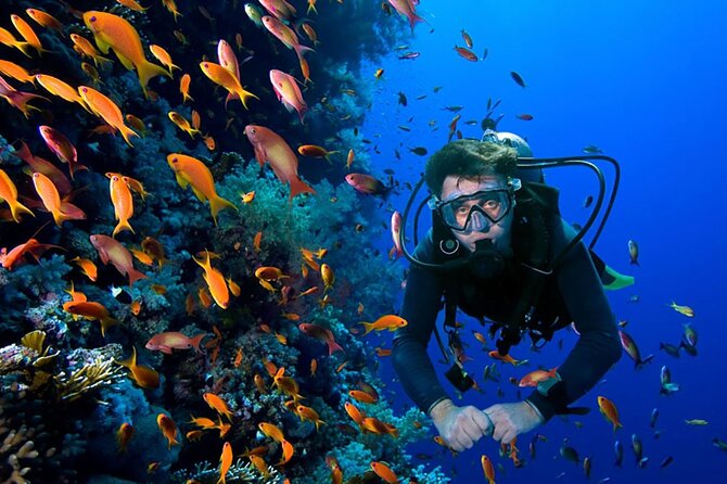 2 Tank Dive in Cozumel - Playa del Carmen to Cozumel, set up for an easy day