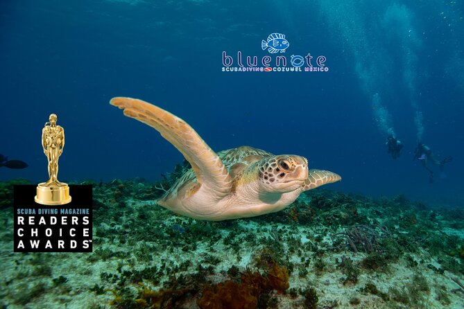 2 Tank Morning Dive: Scuba Diving in Cozumel - The First Reef Stop: Santa Rosa’s Current-Friendly Reef Life