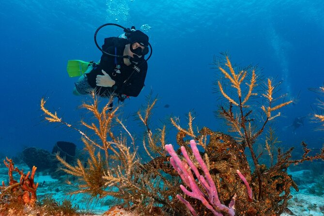 2 Tank Morning Dive: Scuba Diving in Cozumel - The Second Reef Stop: Often More Current, More Fish, New Coral Angles