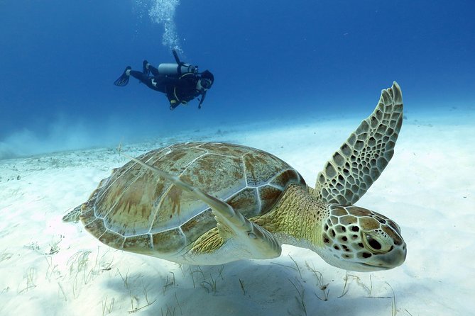 2-Tank Morning or Afternoon Dives in Playa del Carmen certified Divers Only - Morning vs Afternoon: Picking the Right 2-Tank Scuba Plan