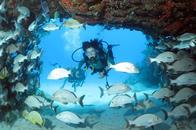 2-Tank Morning or Afternoon Dives in Playa del Carmen certified Divers Only - What You’re Likely to See: Wildlife and Reef Life in Playa del Carmen
