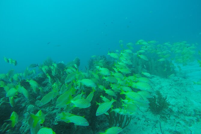 2 Tank Reef Dive in Mexico - The no-lotion rule (and why it makes sense)