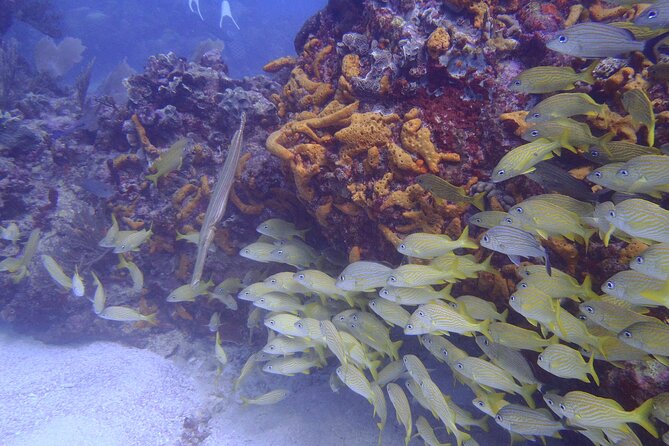 2 Tank Reef Dive in Mexico - Surface interval: snack, quick transfer, and gear help