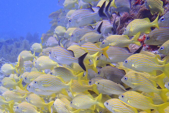 2 Tank Reef Dive in Mexico - Second underwater session: backroll entry and another 45 minutes