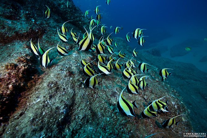 2-Tank Scuba Dive in Cabo San Lucas Reserve for Certified Divers - Key highlights to know before you go