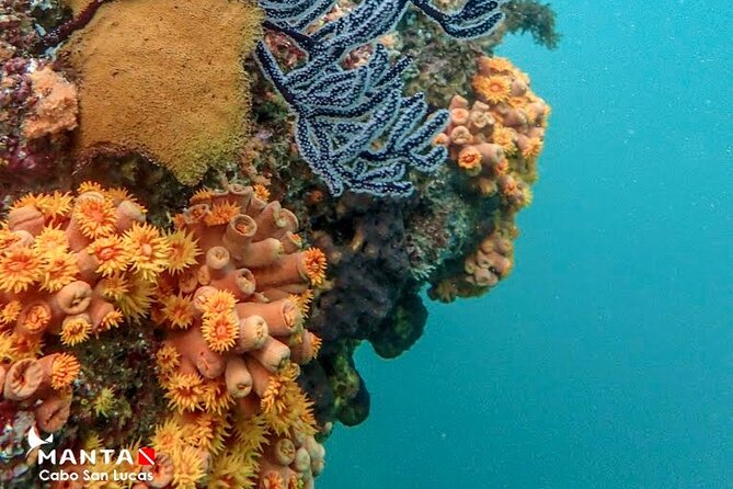 2-Tank Scuba Dive in Cabo San Lucas Reserve for Certified Divers - Tank two and the wildlife checklist you can actually use