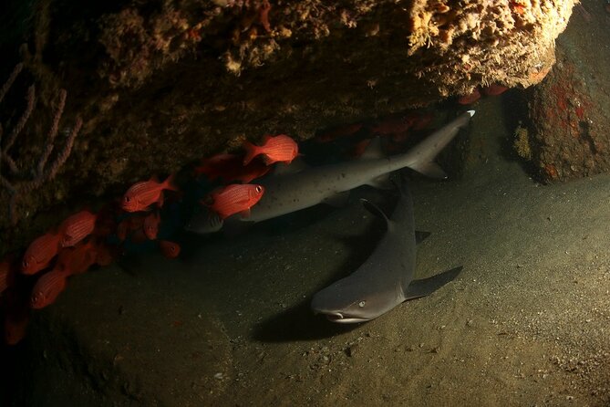 2-Tank Scuba Dive in Cabo San Lucas Reserve for Certified Divers - Small-group attention and professional handling that keeps you relaxed
