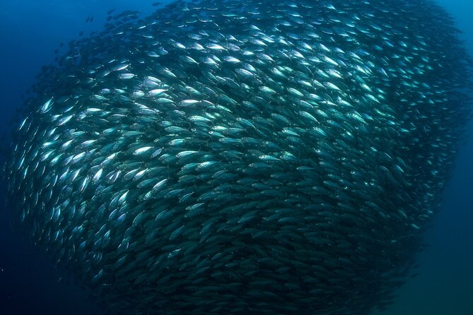 2-Tank Scuba Dive in Cabo San Lucas Reserve for Certified Divers - Price and value: what $138 really buys you, plus the gear add-on