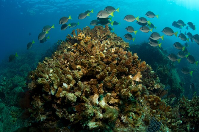 2-Tank Scuba in Marine Reserve and Corridor for Certified Divers - Gear, fitness, and comfort: practical advice