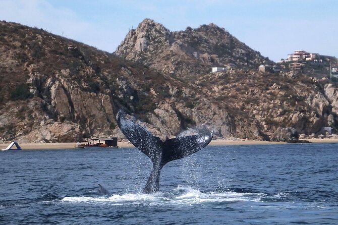 2-Tank Scuba in Marine Reserve and Corridor for Certified Divers - Seasonal expectations: wildlife, fish, and September reality
