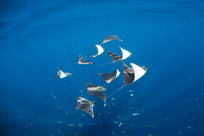 2-Tank Scuba in Marine Reserve and Corridor for Certified Divers - Stop 1: Underwater time in the Nautical Corridor