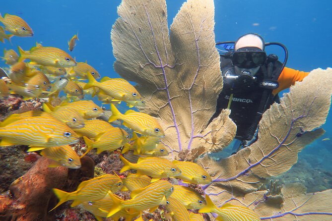 2 Tanks Dives Cancun Underwater Museum for Certified Divers - Gear and Included Fees: Why the $156 Price Feels Fair