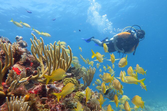 2 Tanks Dives Cancun Underwater Museum for Certified Divers - Boat Timing, Seasickness Reality, and What to Pack