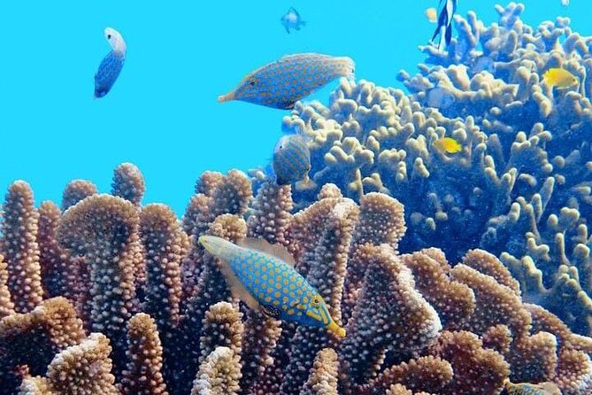 2x1 Tour: Isla Contoy, Isla Mujeres, Open Bar, Lunch and Transfers - Transfers, Duration, and How to Think About the Time