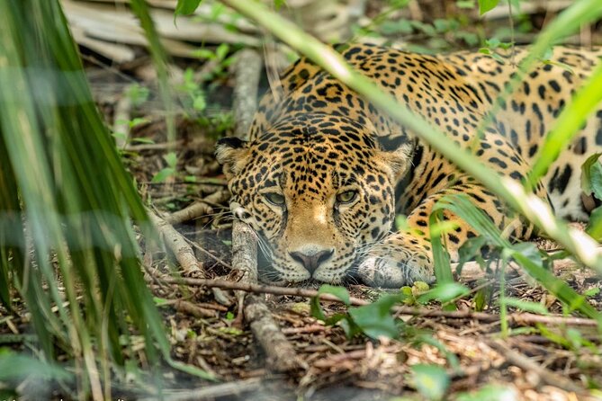3-Day Adventure and Nature Tour in Huasteca Potosina from Ciudad Valles - Day 3: Tanchachin, Another Xilitla Morning, and Huahuas Abyss Again