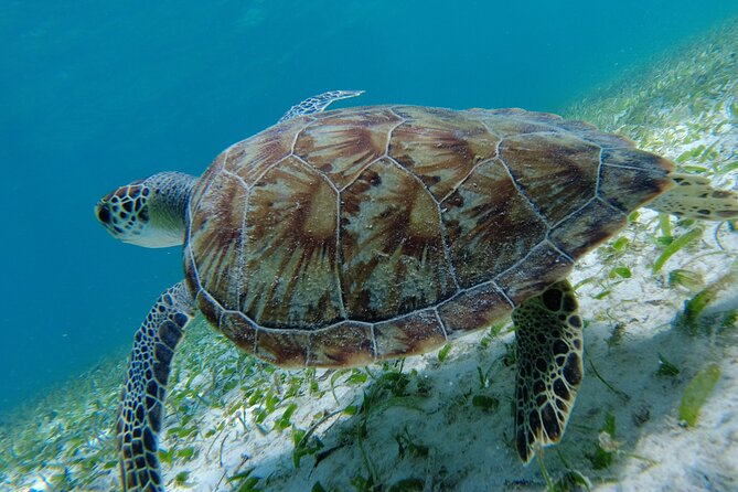 3 Hour Costa Maya Snorkeling Excursion - La Leyenda ECO-TOURS - Two snorkeling spots, picked for the day you get