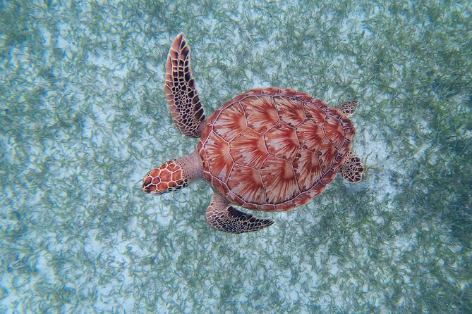 3 Hour Costa Maya Snorkeling Excursion - La Leyenda ECO-TOURS - When conditions dip, here is how to stay happy