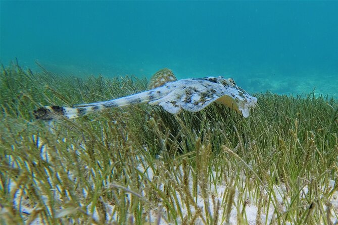 3 Hour Costa Maya Snorkeling Excursion - La Leyenda ECO-TOURS - Snacks and drinks: better than you expect for the time