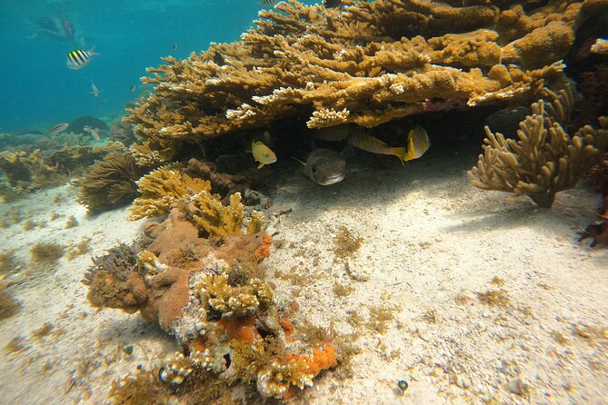 3 Hours VIP Semiprivate Tour Isla Mujeres Full Snorkeling Experience - Why this semi-private snorkel route works for real schedules