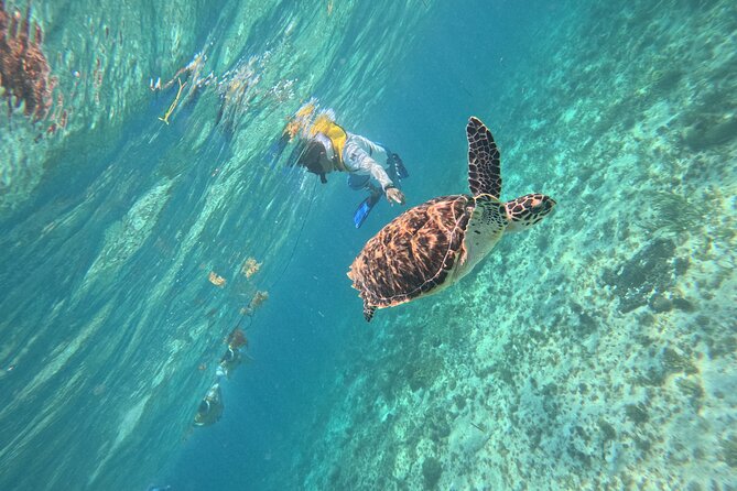 3 in 1 Jungle Speedboat and Snorkeling in Cancun - FAQ