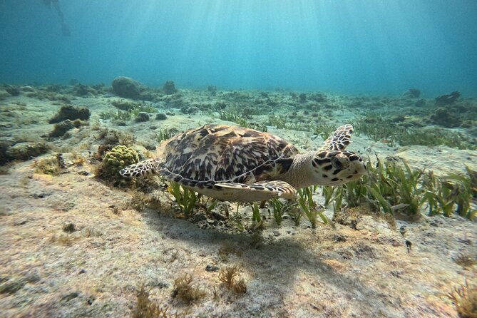 3 in 1 Jungle Tour Adventure Cancun - Your 3 in 1 Cancun ride: mangroves, reefs, and more in 2.5 hours
